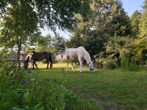 Fotografie z fotogalerie ubytování Domek holenderski w Stadnine Koni Mazury v destinaci Łukta