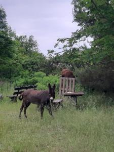 Fotografie z fotogalerie ubytování Domek holenderski w Stadnine Koni Mazury v destinaci Łukta
