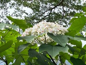 三義鄉的住宿－牛奶森林 柏竺山莊Bozhu villa，树上一束白色的花