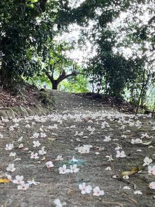 um ramo de flores no chão em um campo em 牛奶森林 柏竺山莊Bozhu villa em Sanyi