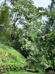 三義鄉的住宿－牛奶森林 柏竺山莊Bozhu villa，草上树木的木标志