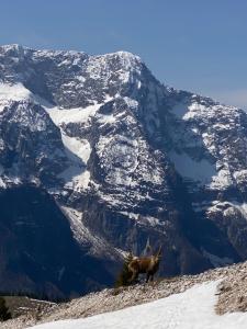 a goat standing on top of a snow covered mountain at Wood apartment in Canin ski resort in Sella Nevea