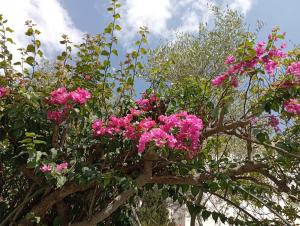 a bunch of pink flowers on a tree at Domus Garden in Olbia
