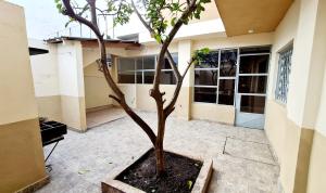 Hermosa casa PH equipada y con patio. Aestrenar في مار ديل بلاتا: شجرة في وعاء أمام المبنى