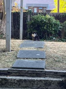 a cat sitting on some steps in a yard at Room with A View in London