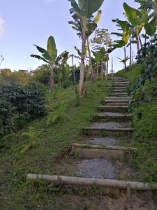 a set of stone steps on a hill with trees at Alojamiento rural finca la bendición in Filandia