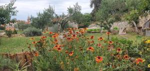 un giardino con fiori d'arancio in un campo di Apartments with WiFi Olib - 16674 a Olib (Ulbo)