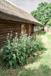 a log cabin with a grass roof and some plants at Matsi cottage in Igaküla