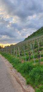 un viñedo con una valla y una carretera en Ferienwohnung Zu den Weinbergen en Zeil