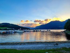 a dog walking on the shore of a lake with boats at Fugl Fønix Hotel in Etnesjøen