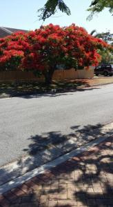 a tree with red flowers on the side of a street at Baringa Bed & Breakfast in Redcliffe