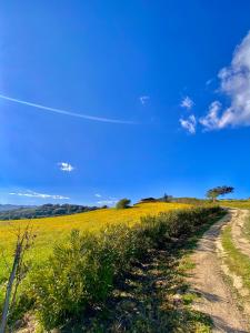 a dirt road through a field of yellow flowers at San Leonardo Country House in Calangianus