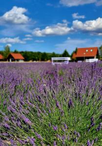 un campo de lavanda con un banco en primer plano en Lawendowy Zakątek Machowino- Domek Grosso, en Ustka