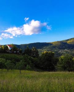 un campo verde con árboles y una casa en una colina en The Vintage House Zlatar, en Nova Varoš