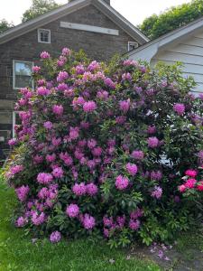 a large bush of pink flowers in front of a house at Weaverling House- Historic Stay in Smalltown America in Everett