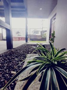 einer Topfpflanze vor einem Gebäude in der Unterkunft Villas del General in San Isidro