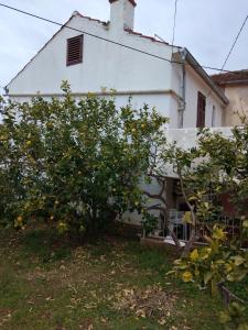 ein Orangenbaum vor einem weißen Haus in der Unterkunft Apartments by the sea Veli Iz, Iz - 18697 in Veli Iž