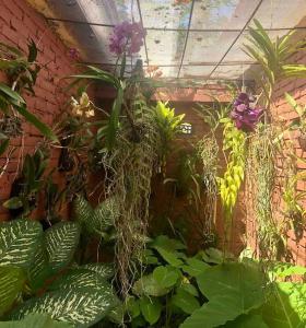 Zahrada ubytování Orchid House