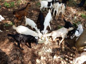 Altri animali domestici presso il campeggio o nei dintorni