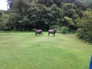 Altri animali domestici presso il campeggio o nei dintorni