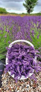 Zahrada ubytování Lawendowy Zakątek Machowino- Domek Blue Scent