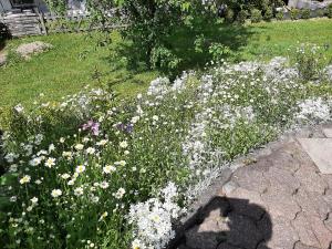 un jardín lleno de flores blancas y moradas en Gierske Wohnung, en Olsberg