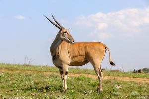 eine Gazelle, die auf einem Grasfeld steht in der Unterkunft Malolotja Log Cabins in Mbabane