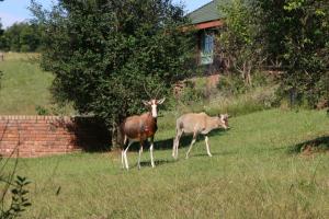 two animals standing in the grass in a field at Malolotja Log Cabins in Mbabane