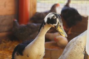 a group of ducks in a pen with chickens at Hof von Felde in Soltau