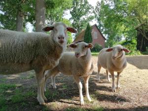a group of sheep standing in the grass at Hof von Felde in Soltau