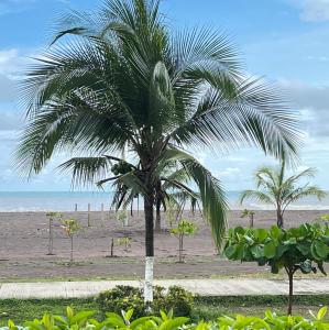 a palm tree in front of a beach at BEACHFRONT Condo Bahia Encantada Jaco Beach L1 in Jacó