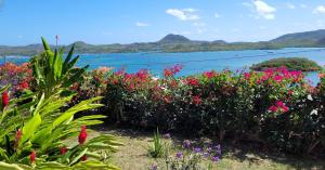 Un mazzo di fiori davanti a un corpo d'acqua. di VILLA INDEPENDANTE MAGNIFIQUE VUE MER DES CARAIBES a Le Marin