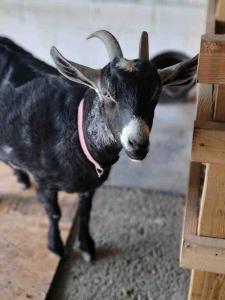 una cabra negra con cuernos de pie junto a una valla en Nicura Ranch Inn & Stables en Berea