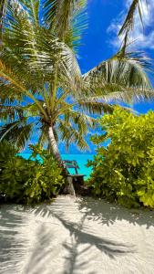 a palm tree on a beach with a bench at Fairytale Inn in Thoddoo