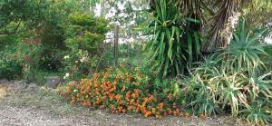 un jardín con un montón de flores y plantas en Isuedda, en Marrùbiu