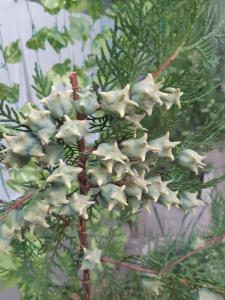 a cluster of white flowers on a tree at Azimut in Jalal-Abad +41 photos