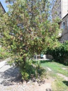 a tree in a yard in front of a building at Уютные апартаменты в малом центре Еревана in Yerevan