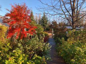 a garden with a red tree on a wooden path at Enchanting country home with backyard hotspring in Laugaras