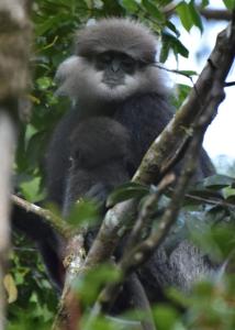 a monkey sitting on top of a tree at Deniyaya Guest House in Deniyaya