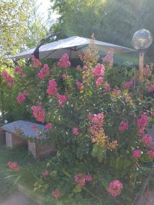 un jardín con flores rosas y un banco en La Tana dei Sognatori - appartamenti con giardino, en Villanova dʼAsti