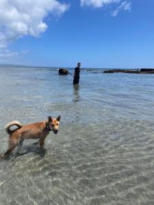 un perro parado en el agua en una playa en ゲストハウス千倉のおへそ, en Chikura