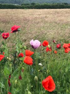 Gallery image of Cosy comfortable Slice of Heaven Annex in Porlock in Porlock +2 photos