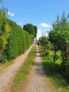 un chemin de terre avec des arbres de chaque côté dans l'établissement Station House, à St Austell