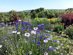 a garden filled with lots of colorful flowers at Liberty Lodge in Winsham