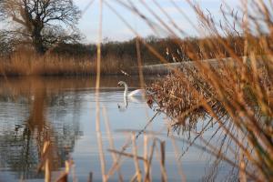 Un cigno nuota in acqua su un lago di The Lighthouse a Frome