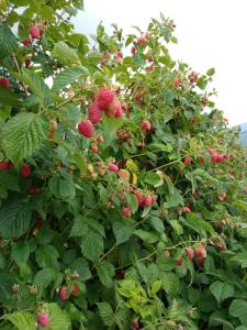 a bunch of raspberries growing on a tree at Kolibe Ćorić in Mojkovac