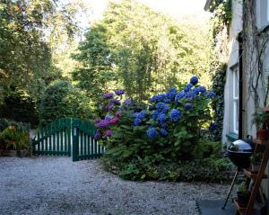 a bush of blue and purple flowers next to a fence at Remarkable Apartment in Kenmare Ireland in Kenmare