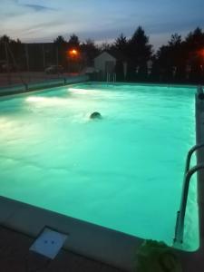 a dog swimming in a swimming pool at night at Apartament Blue eye in Żarnowska
