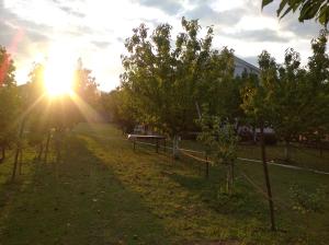 ein Park mit Bäumen und der Sonne am Himmel in der Unterkunft Airport home Radinovic in Podgorica