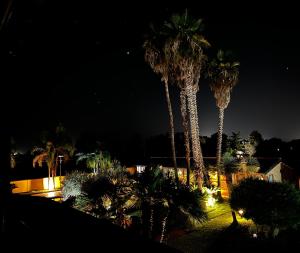 dos palmeras en un patio por la noche en B&B oasi di mamma clara, en Latina